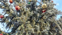 Новогодние ёлки уже убрали в Предгорном округе