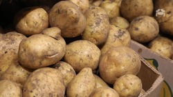 Более 3,5 тыс. га картофеля высадили на полях Ставрополья