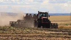 Площадь под яровые культуры увеличили на 40% в Предгорье