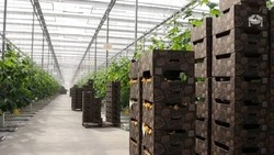 Аграрии Ставрополья получат субсидии на создание тепличных модулей