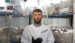 Ферму шампиньонов открыл житель Предгорья благодаря соцконтракту