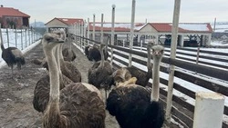 Экзотических птиц разводят в Предгорье