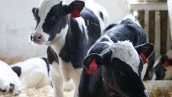 Коровы-рекордсмены из станицы Ессентукской дают 67 литров молока в сутки