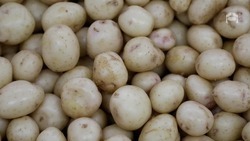На территории Ставрополья впервые пройдёт картофельный фестиваль 