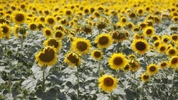 Аграриям Ставрополья компенсируют затраты на покупку отечественных семян
