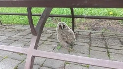 Хозяина найденной совы ищут в Предгорье