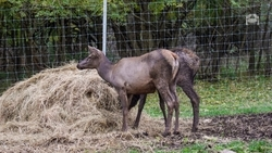 На Ставрополье обустраивают подкормочные площадки для животных