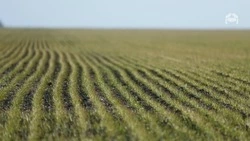 Сев подсолнечника и картофеля завершился в Предгорном округе