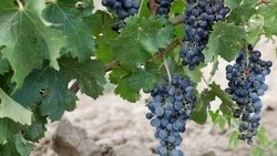 Ставрополье заняло четвёртое место по площади виноградников в России