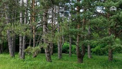 На Ставрополье создали реестр мемориальных деревьев России 