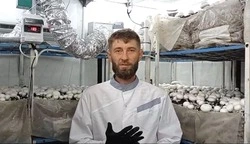 Ферму шампиньонов открыл житель Предгорья благодаря соцконтракту