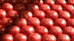 Новый комбинат для выращивания томатов построят на Ставрополье