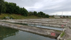 Племзавод из Предгорного округа произвёл свыше 40 тонн форели с начала 2025 года