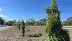 Новые зелёные насаждения появились в парке станицы Ессентукской