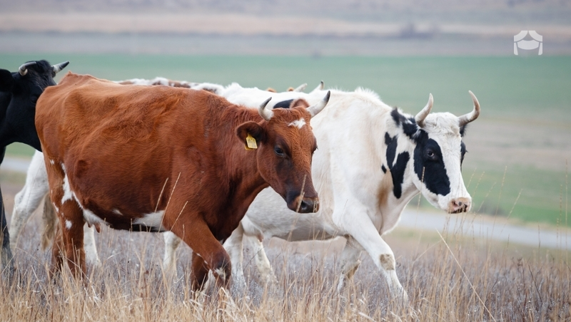 Губернатор рассказал о росте производства молока на Ставрополье 