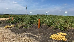 День картофельного поля впервые отметили в станице Боргустанской