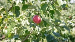 Сельхозпроизводители Ставрополья приступили к сбору летних сортов яблок