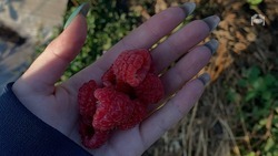 Малые фермерские хозяйства развивают культивацию ягодников на Ставрополье