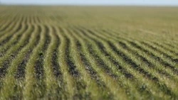 Растениеводы Ставрополья выращивают пять сортов нута