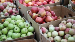 В Предгорном округе за сентябрь реализовали около тонны овощей и фруктов
