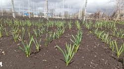 Предпринимательница из Предгорья собрала первый урожай чеснока