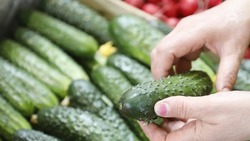 На Ставрополье произвели больше 28 тыс. тонн овощей в теплицах