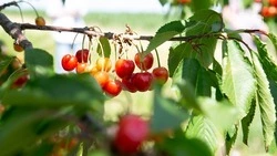 Аграрии Предгорья приступили к сбору ранних сортов черешни