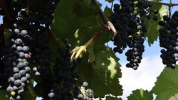 Аграрии Ставрополья начали отпахивать укрывные виноградники