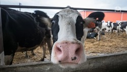 Животноводы Предгорного округа увеличат производство мяса и молока