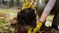 Аллею Славы в честь героев СВО высадят в новом парке станицы Ессентукской