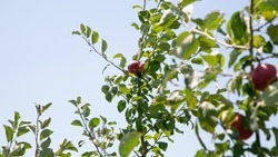 Обрезку плодовых деревьев проводят на Ставрополье