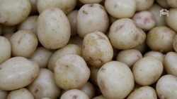 На территории Предгорного округа собрали более 18 тысяч тонн картофеля