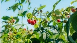 Малину на Ставрополье выращивают на площади около 10 га
