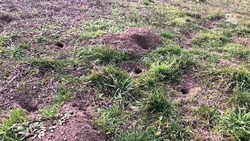 Численность мышей на полях Ставрополья проконтролирует краевой минсельхоз