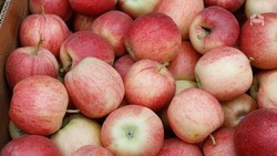 Собирать урожай яблок начали в Предгорном округе