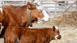 Рождаемость телят выросла на 20% в Предгорном округе