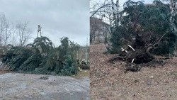 Несколько крупных елей повалил сильный ветер в посёлке Нежинском