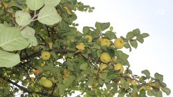 Зимнюю обрезку плодовых деревьев ведут в Ставропольском крае 