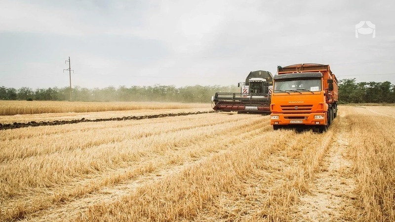 В Ставропольском крае собрали сразу два урожая кукурузы за год