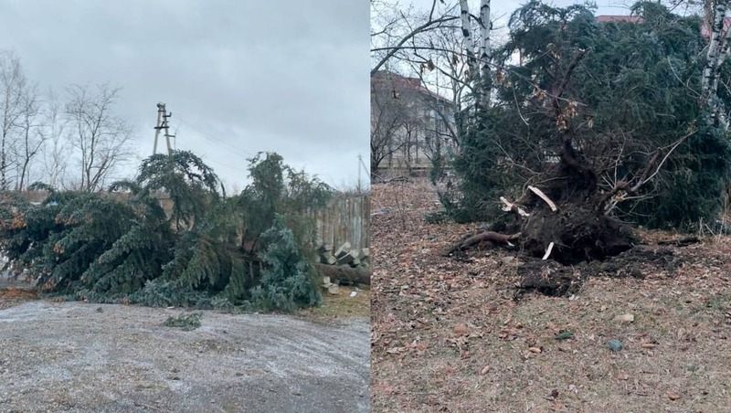 Несколько крупных елей повалил сильный ветер в посёлке Нежинском