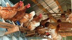 Студент из Предгорья начнёт разводить кур благодаря соцконтракту