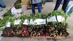 Более 100 аграриев поучаствовали в «картофельном» форуме