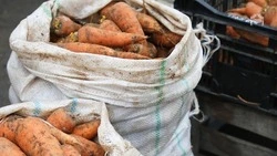 На Ставрополье развивают производство моркови