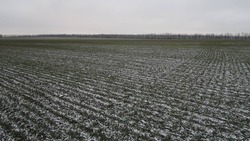 Более 770 млн руб. направят растениеводам Ставрополья на агрострахование