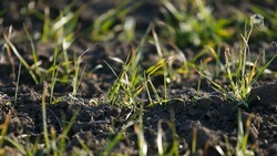 Ход весенне-полевых работ обсудили в минсельхозе Ставрополья