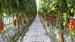 Производство тепличных овощей на Ставрополье нарастили на 20%