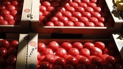 Ставрополье остаётся лидером России по выращиванию тепличных томатов