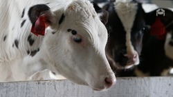 Геномную оценку молочного стада сделают в Ставропольском крае