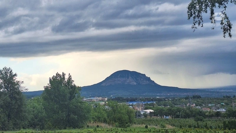 54 га лесных саженцев высадят на Ставрополье в 2026 году