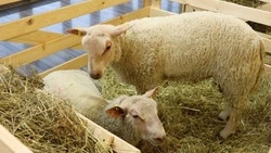 План по заготовке кормов на зимовку перевыполнили на Ставрополье